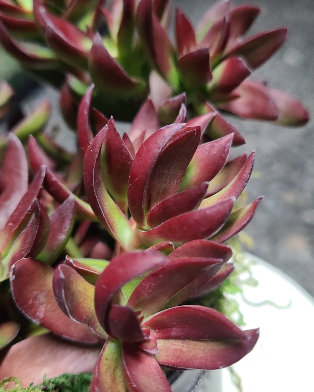 Crassula nudicaulis var. platyphylla 'Burgundy'