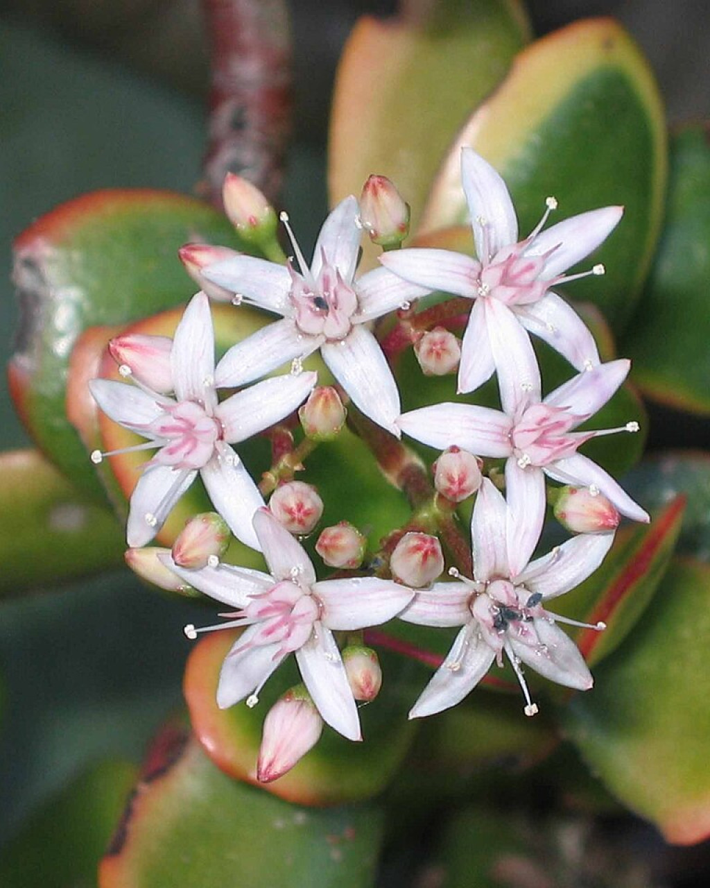 Crassula obovata