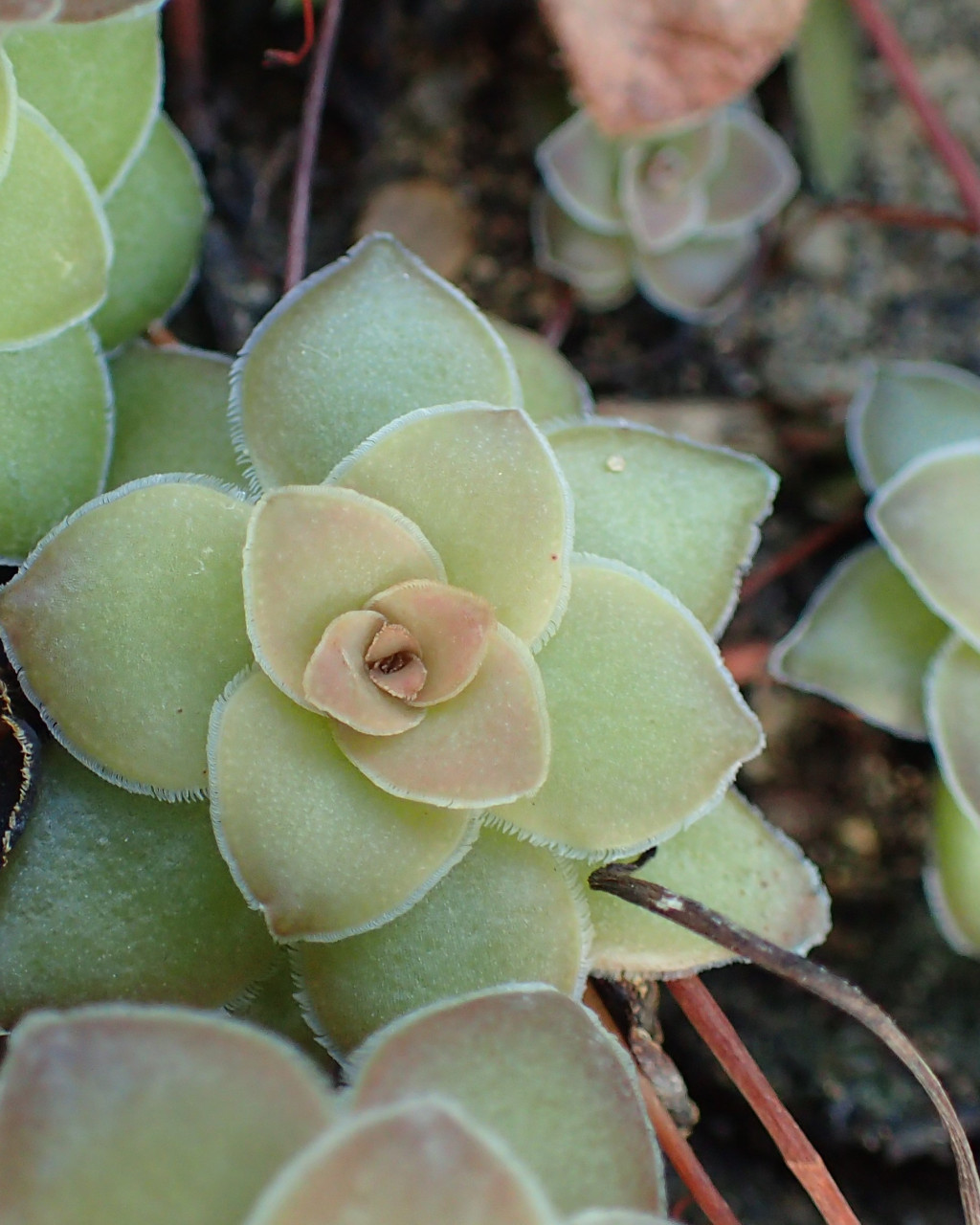 Crassula orbicularis