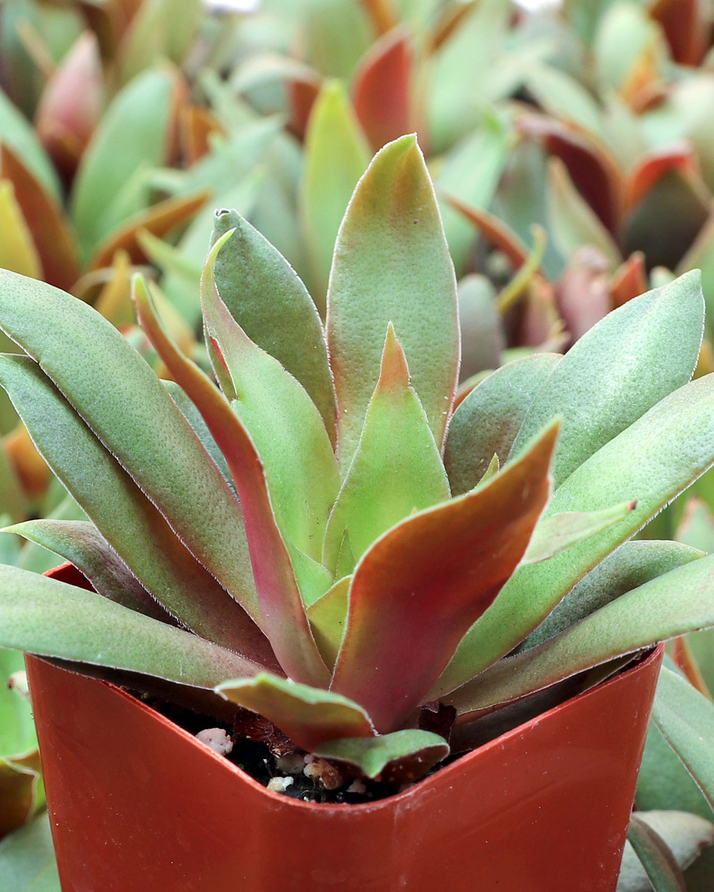 Crassula orbicularis var. rosularis