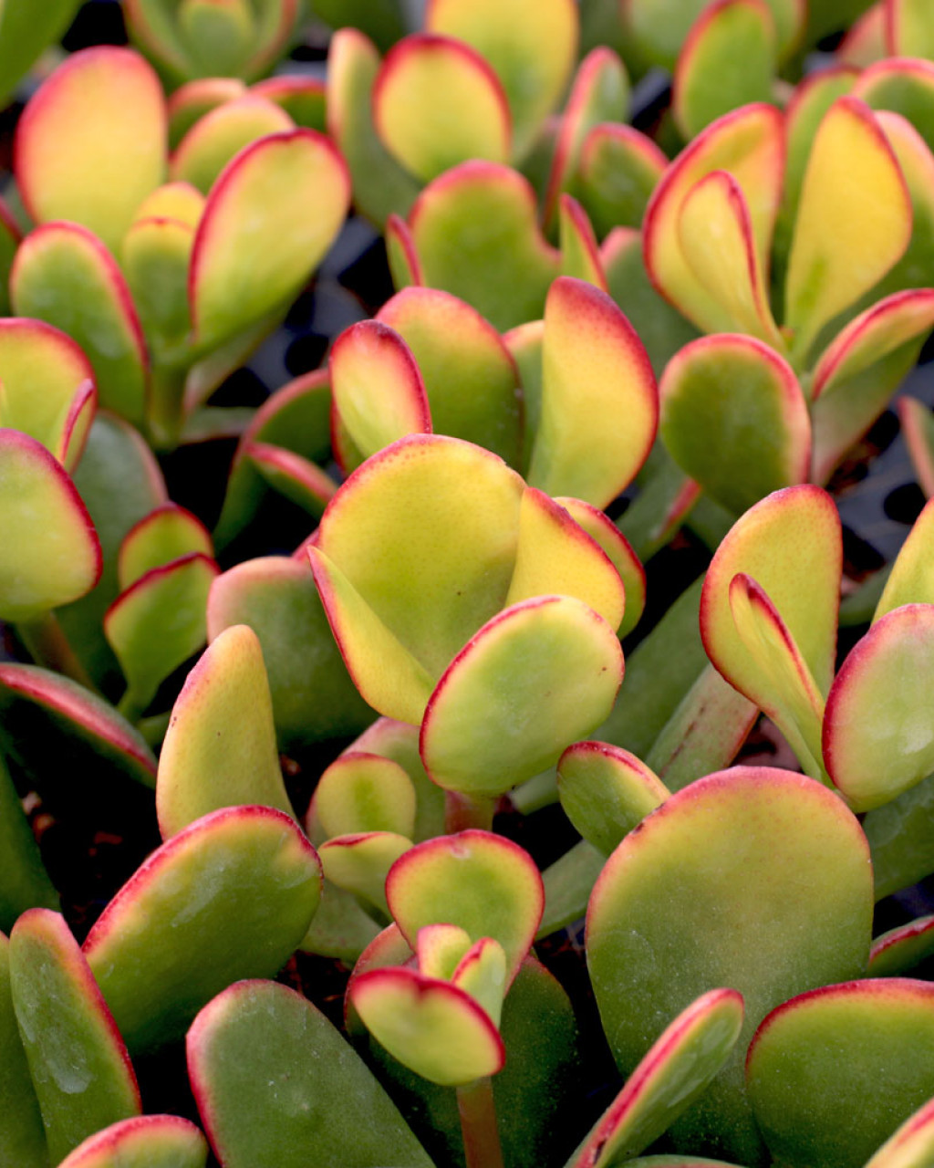 Crassula ovata 'Hummel's Sunset'