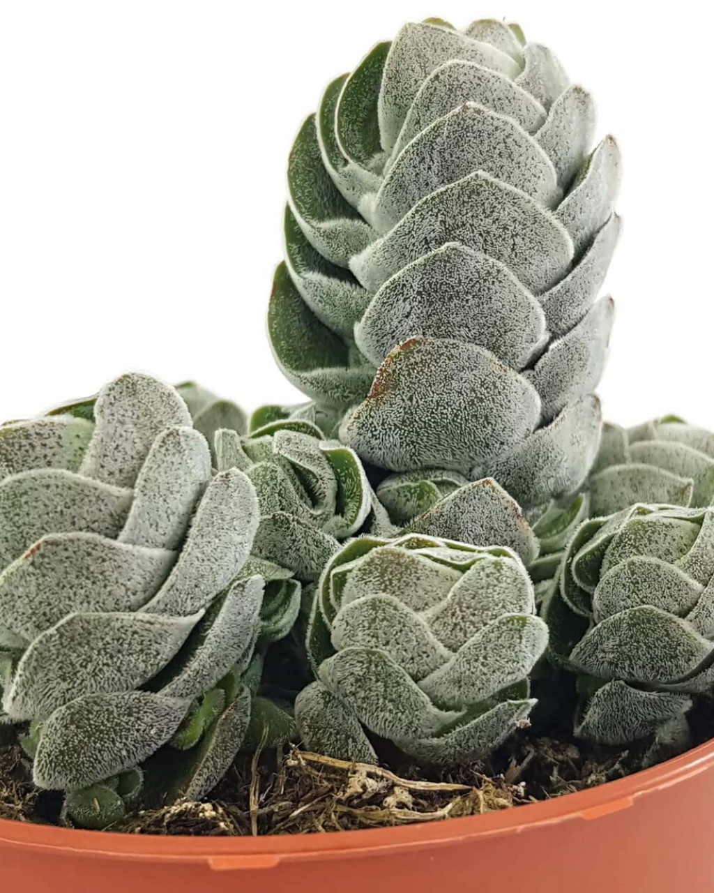 Crassula 'Pangolin'