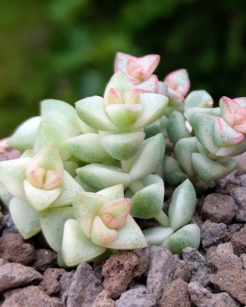Crassula 'Pastel'