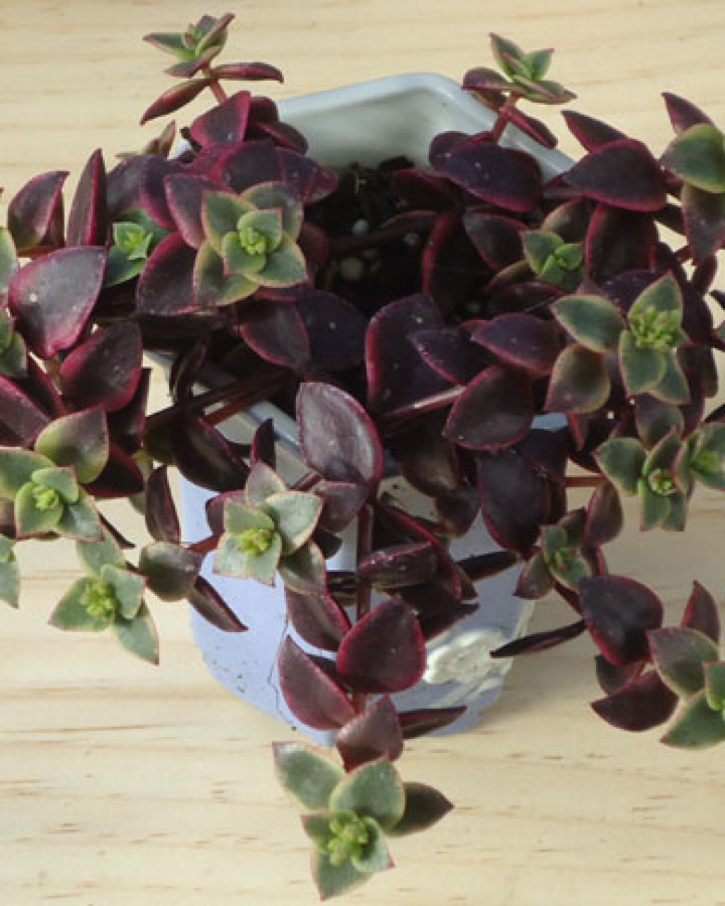Crassula Pellucida