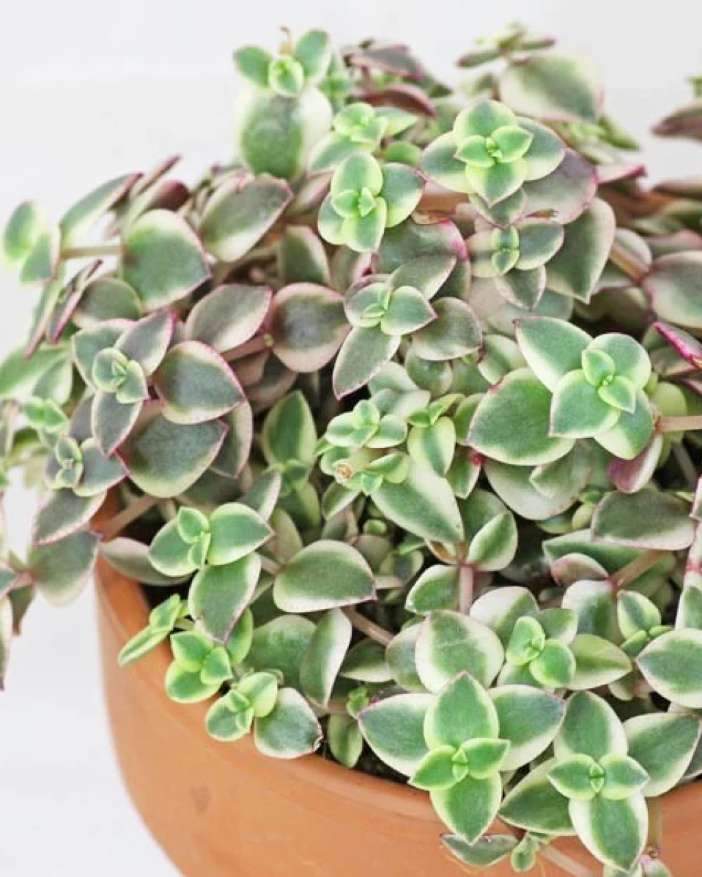 Crassula pellucida subsp. marginalis