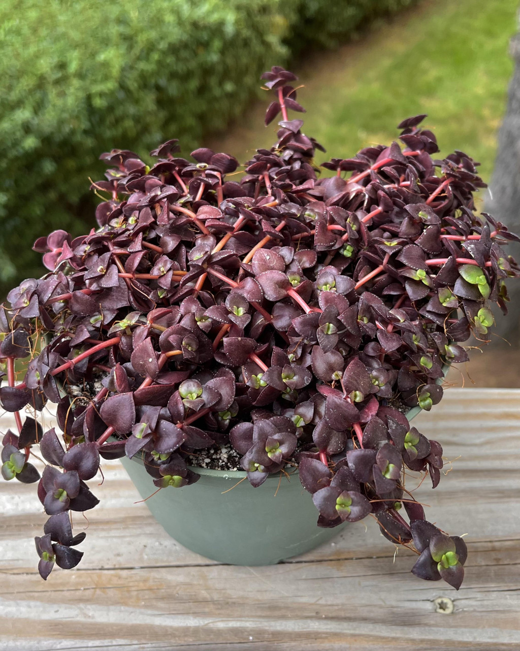 Crassula pellucida subsp. marginalis f. rubra