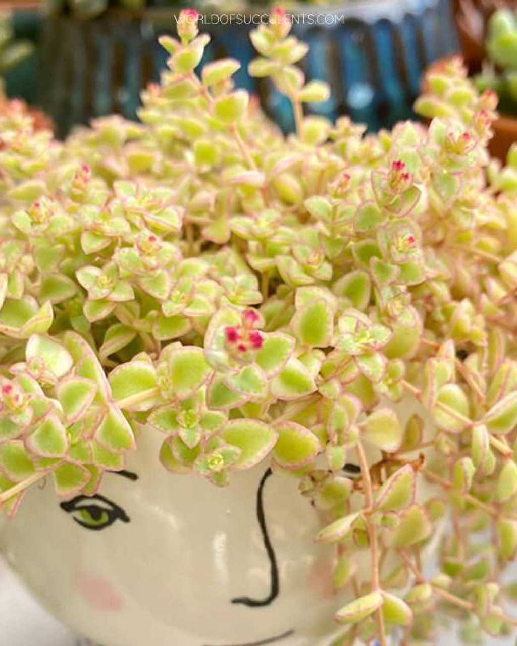 Crassula pellucida subsp. marginalis 'Petite Bicolor'