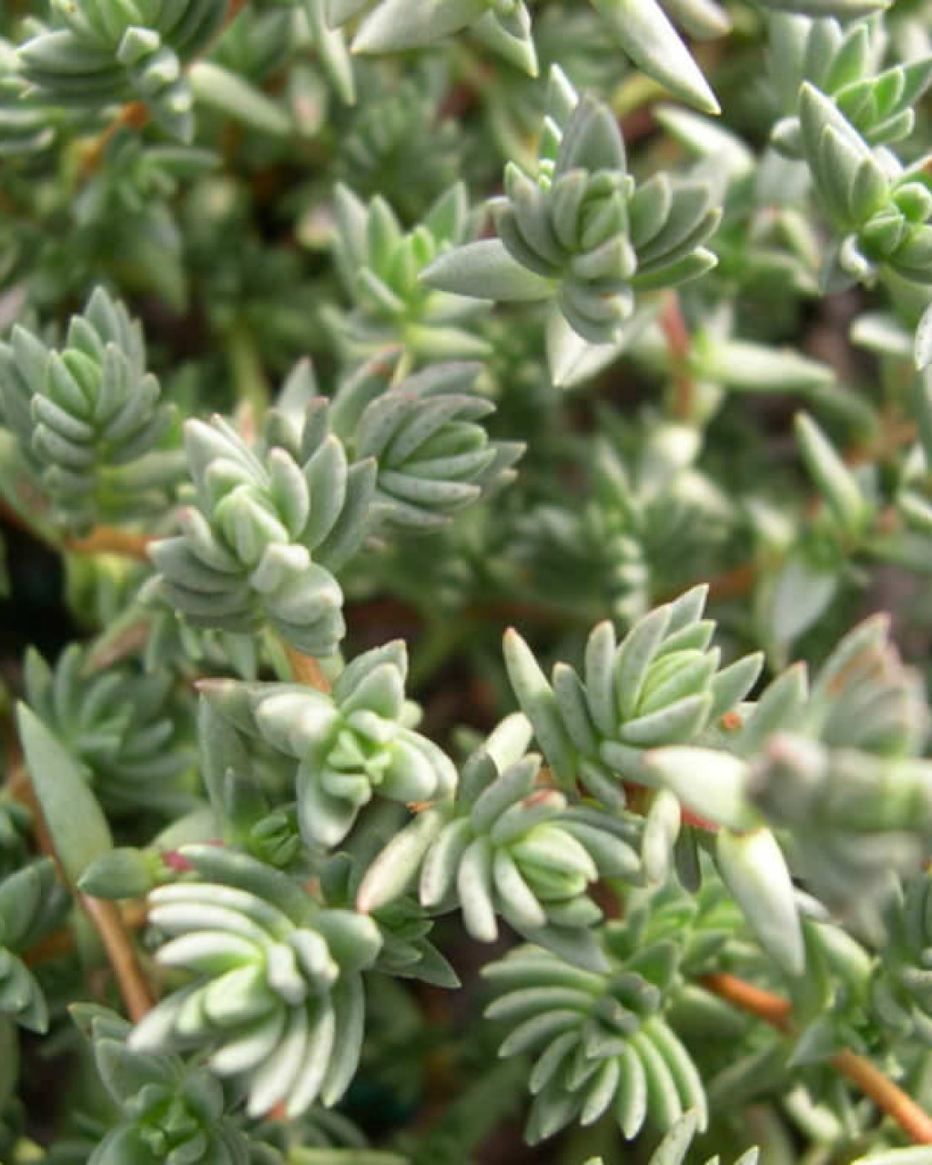 Crassula peploides
