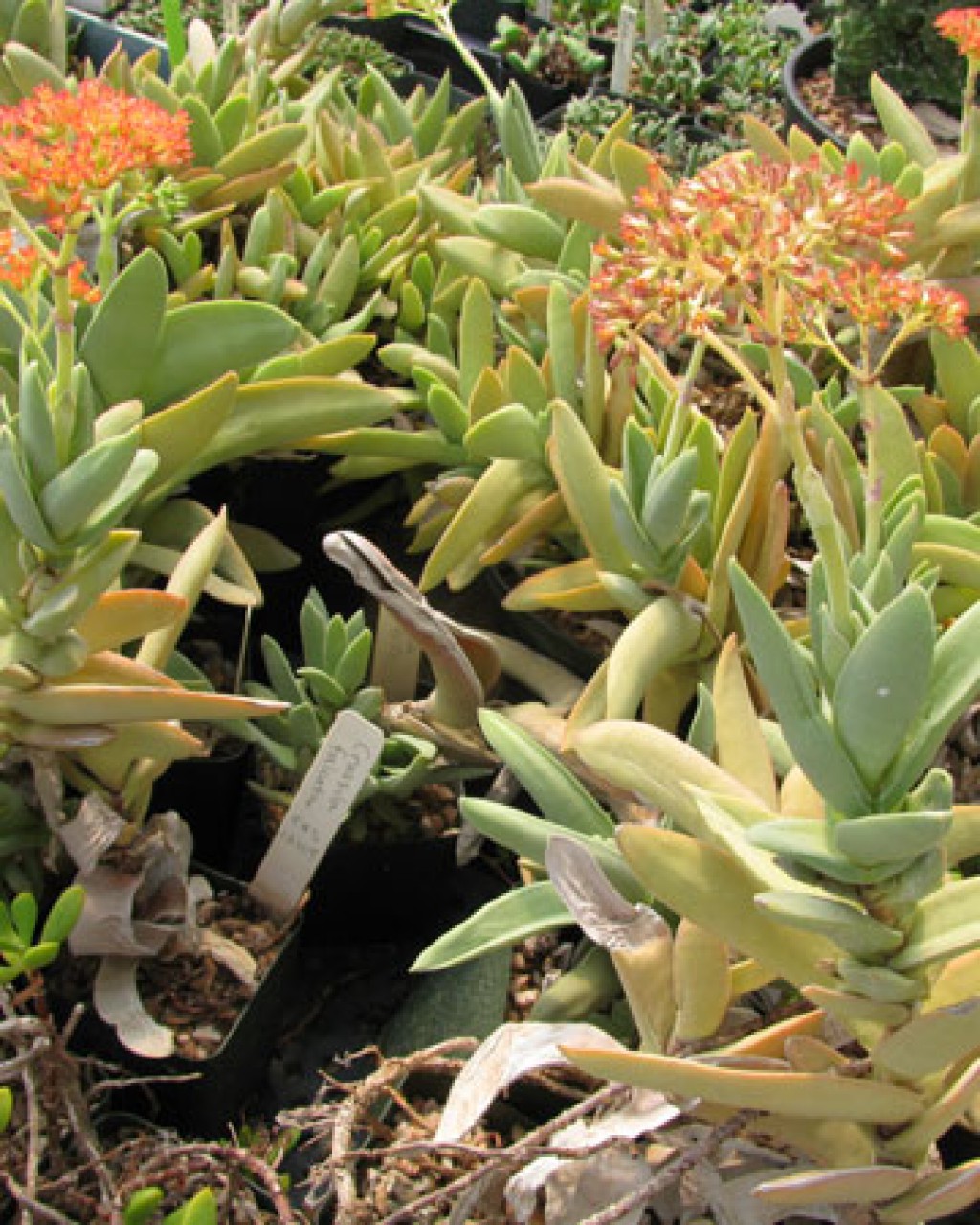 Crassula Perfoliata