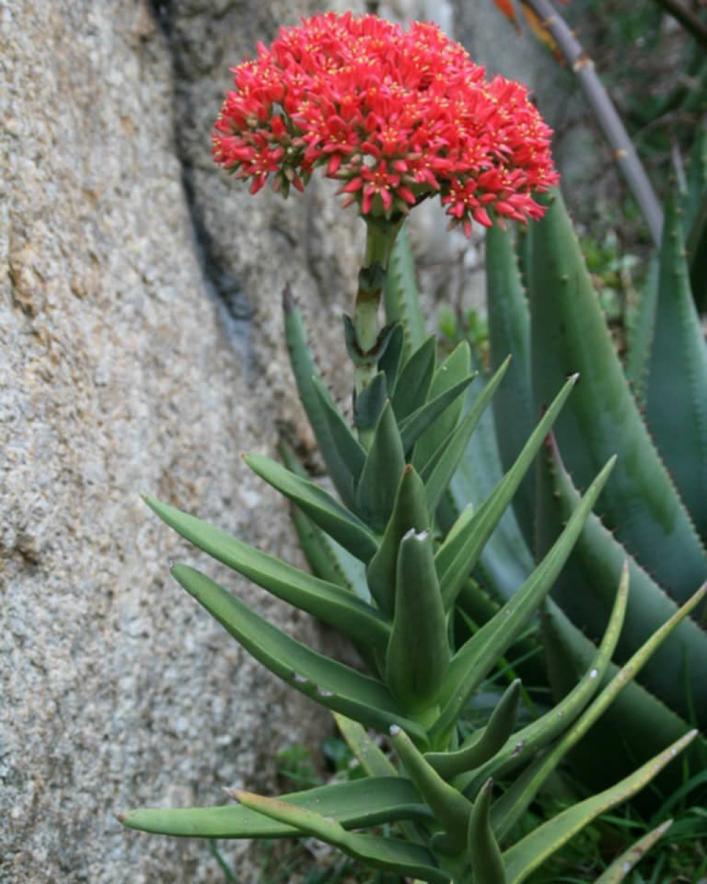 Crassula perfoliata var. coccinea