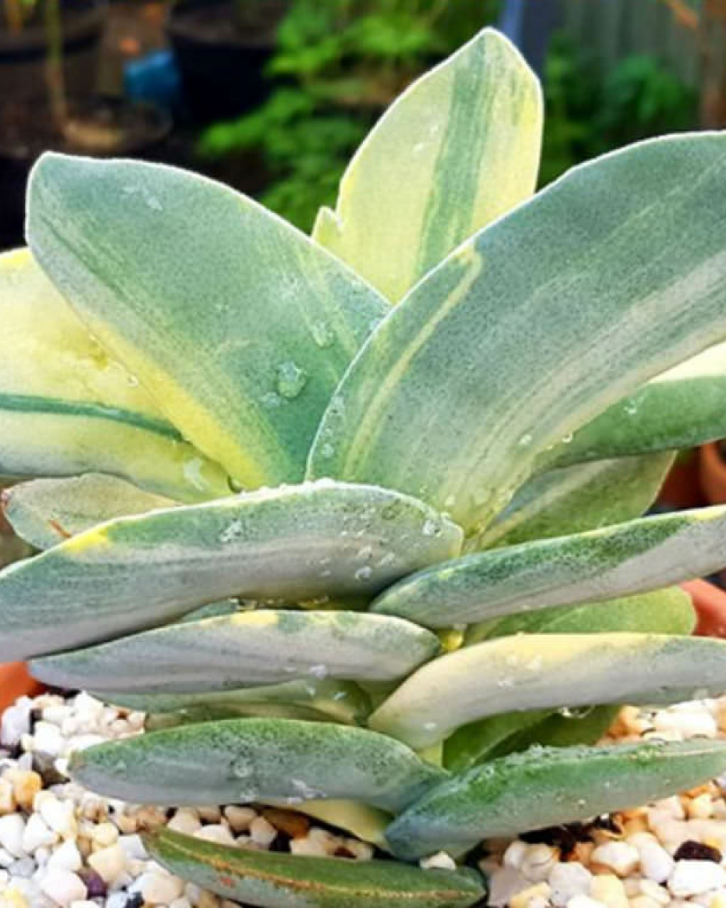 Crassula perfoliata var. minor f. variegata