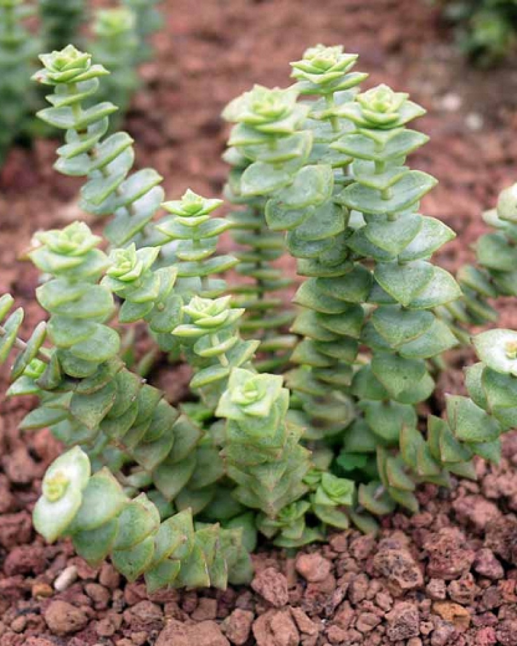 Crassula perforata