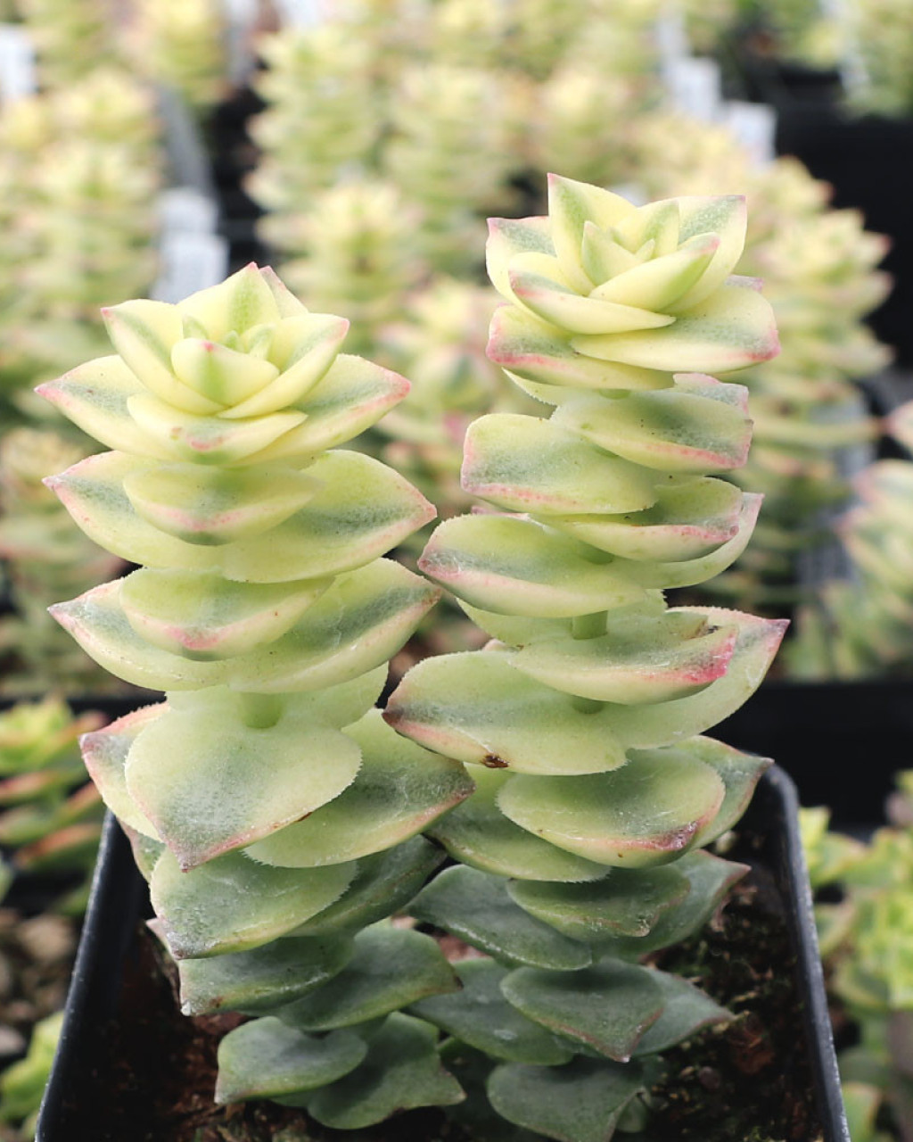 Crassula perforata f. variegata