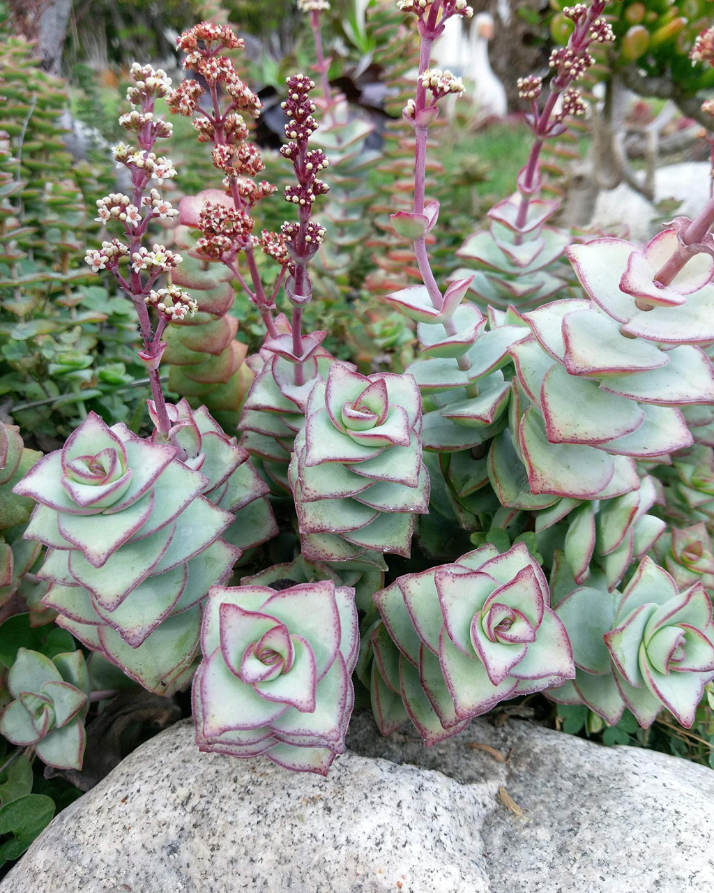 Crassula perforata 'Giant Form'