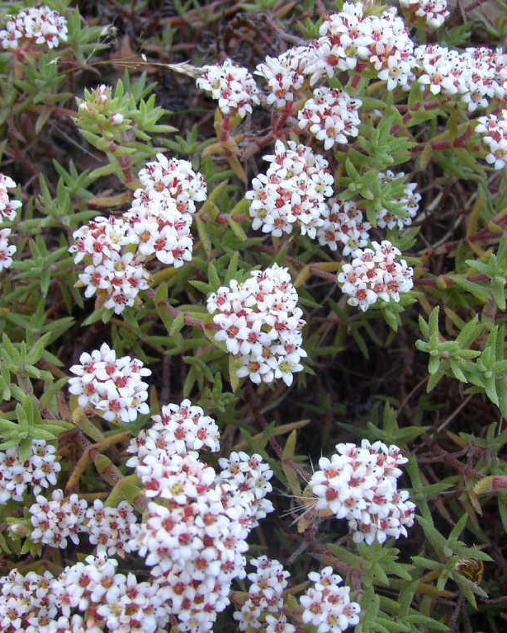 Crassula pruinosa
