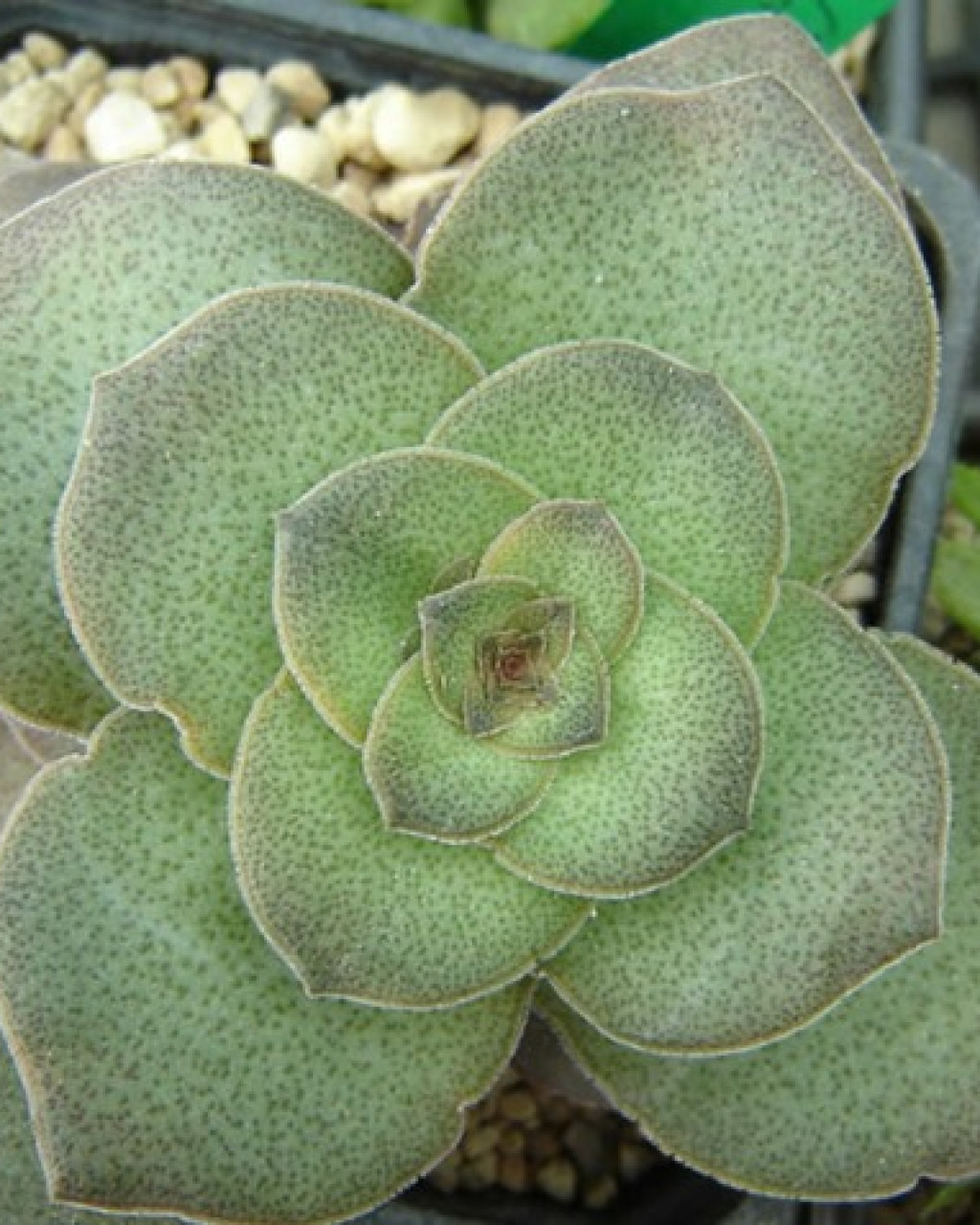 Crassula pseudohemisphaerica