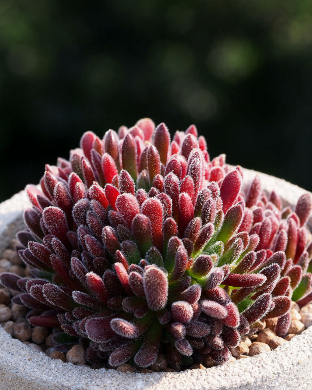 Crassula pubescens