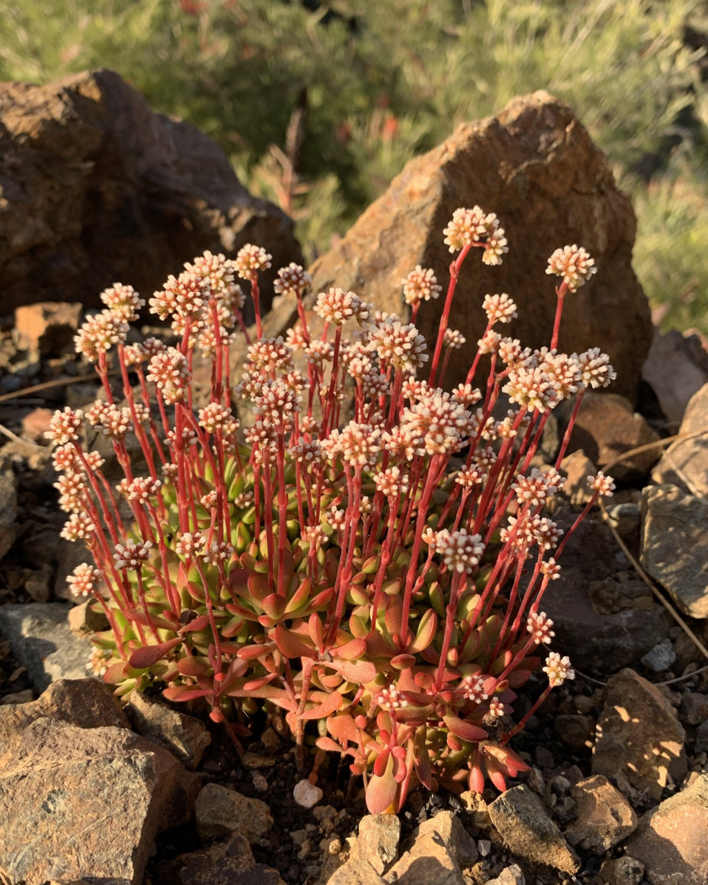 Crassula pubescens subsp. radicans