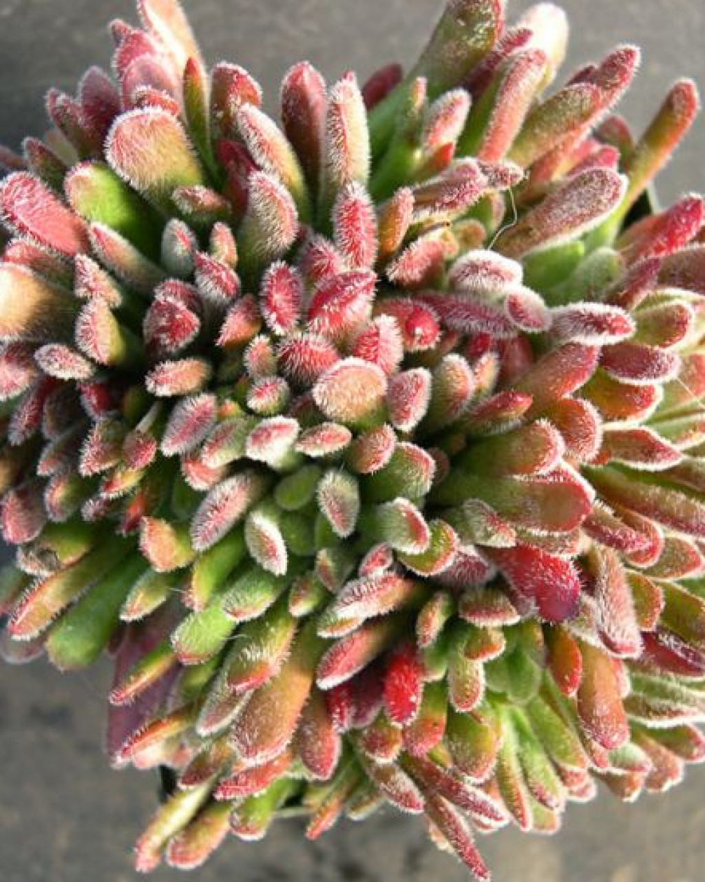 Crassula pubescens subsp. rattrayi