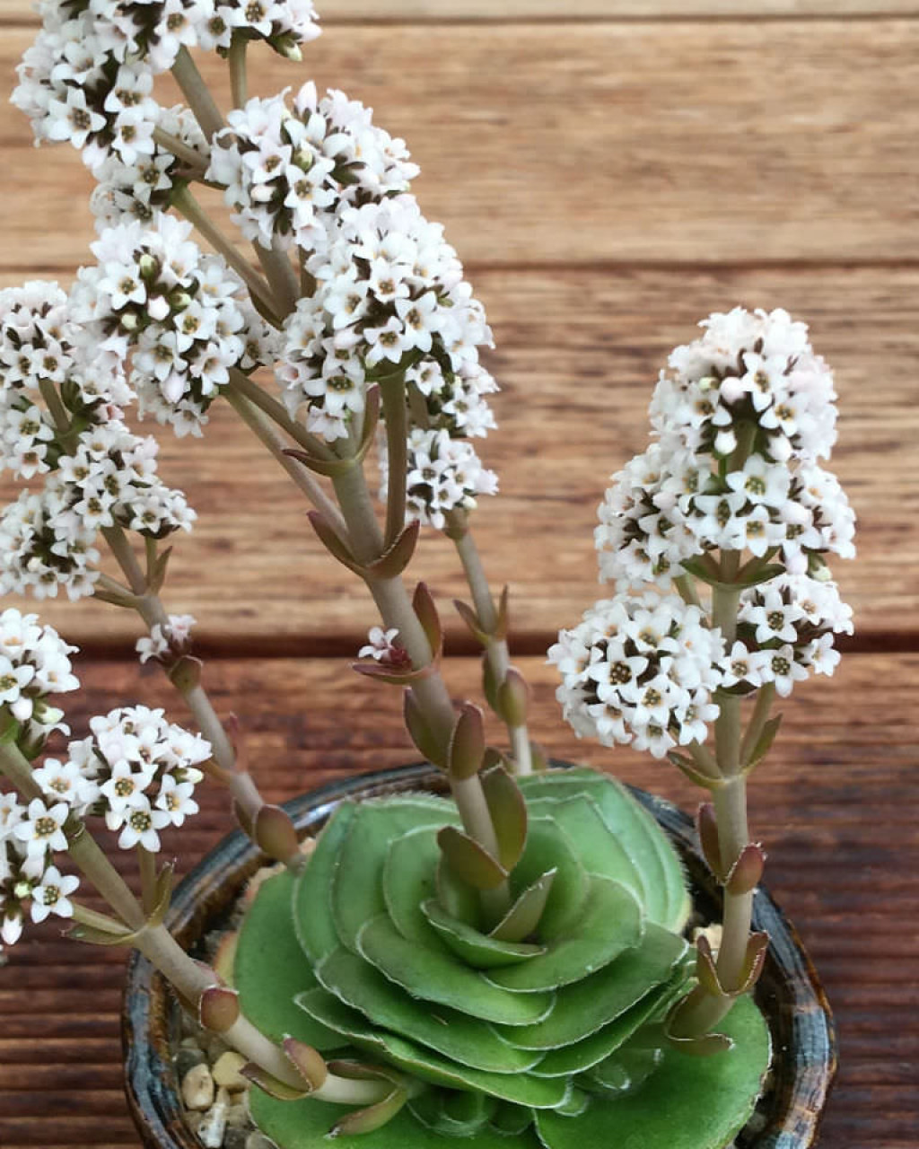 Crassula 'Roger Jones'