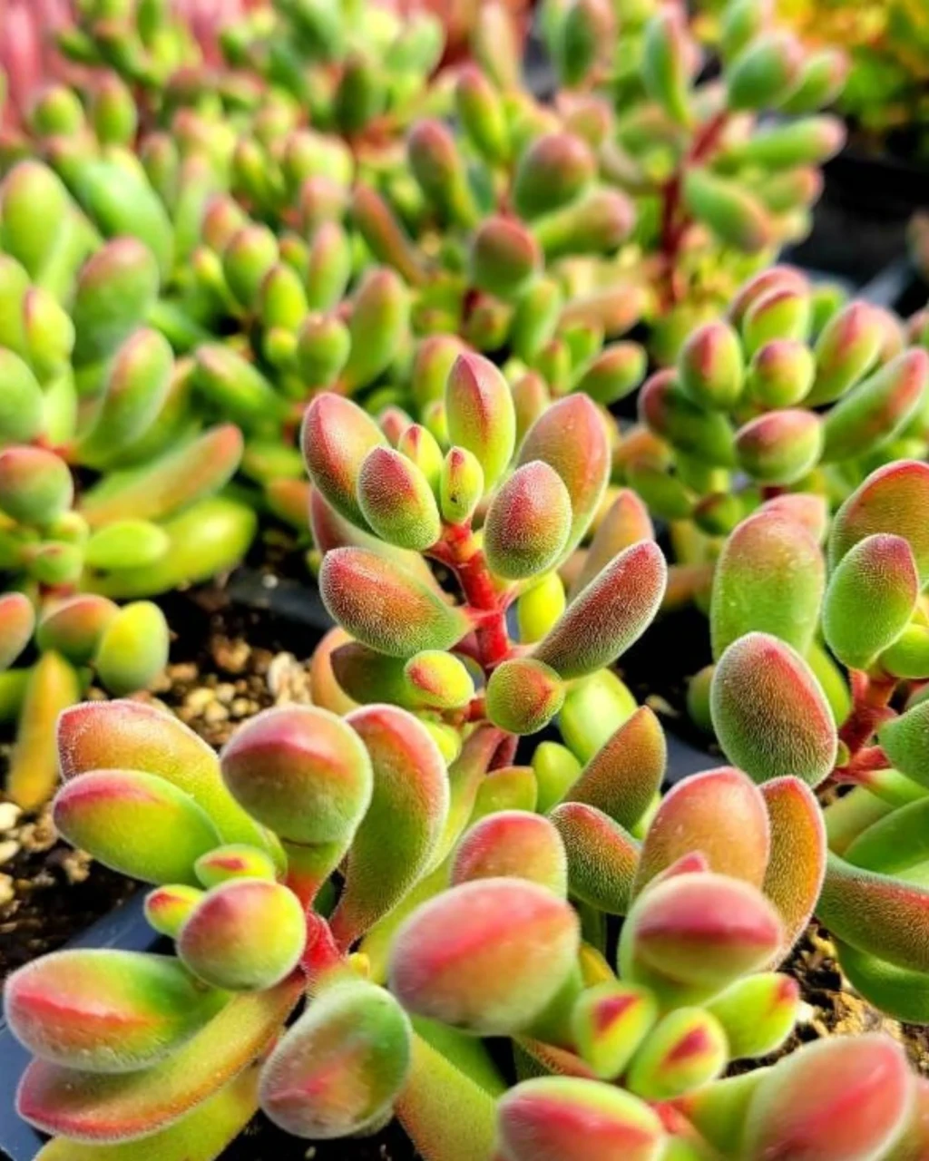 Crassula rogersii