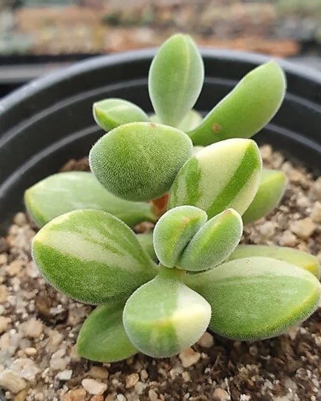 Crassula rogersii f. variegata