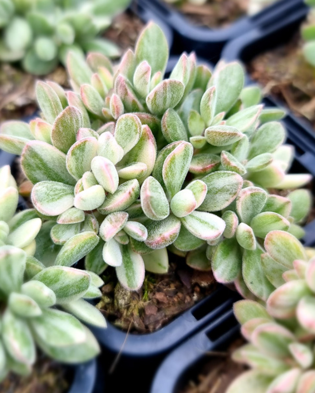 Crassula rogersii 'Variegata'