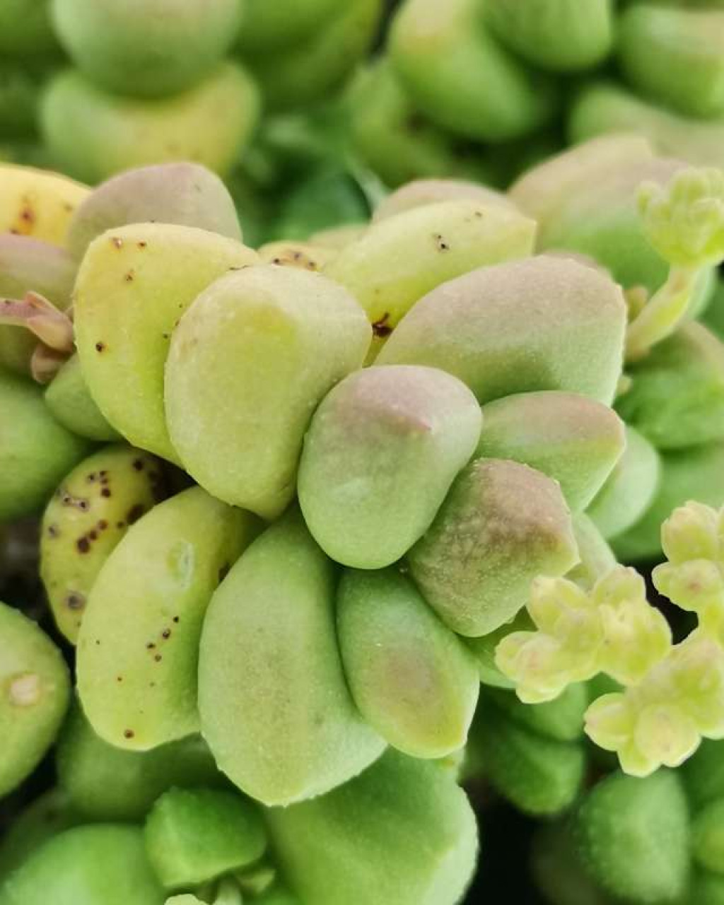 Crassula 'Rosa Marina'