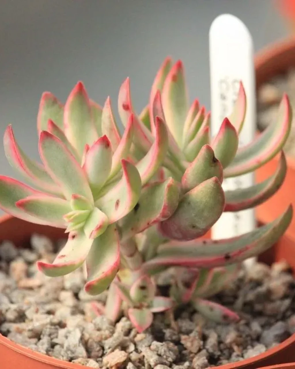 Crassula rubricaulis 'Candy Cane'