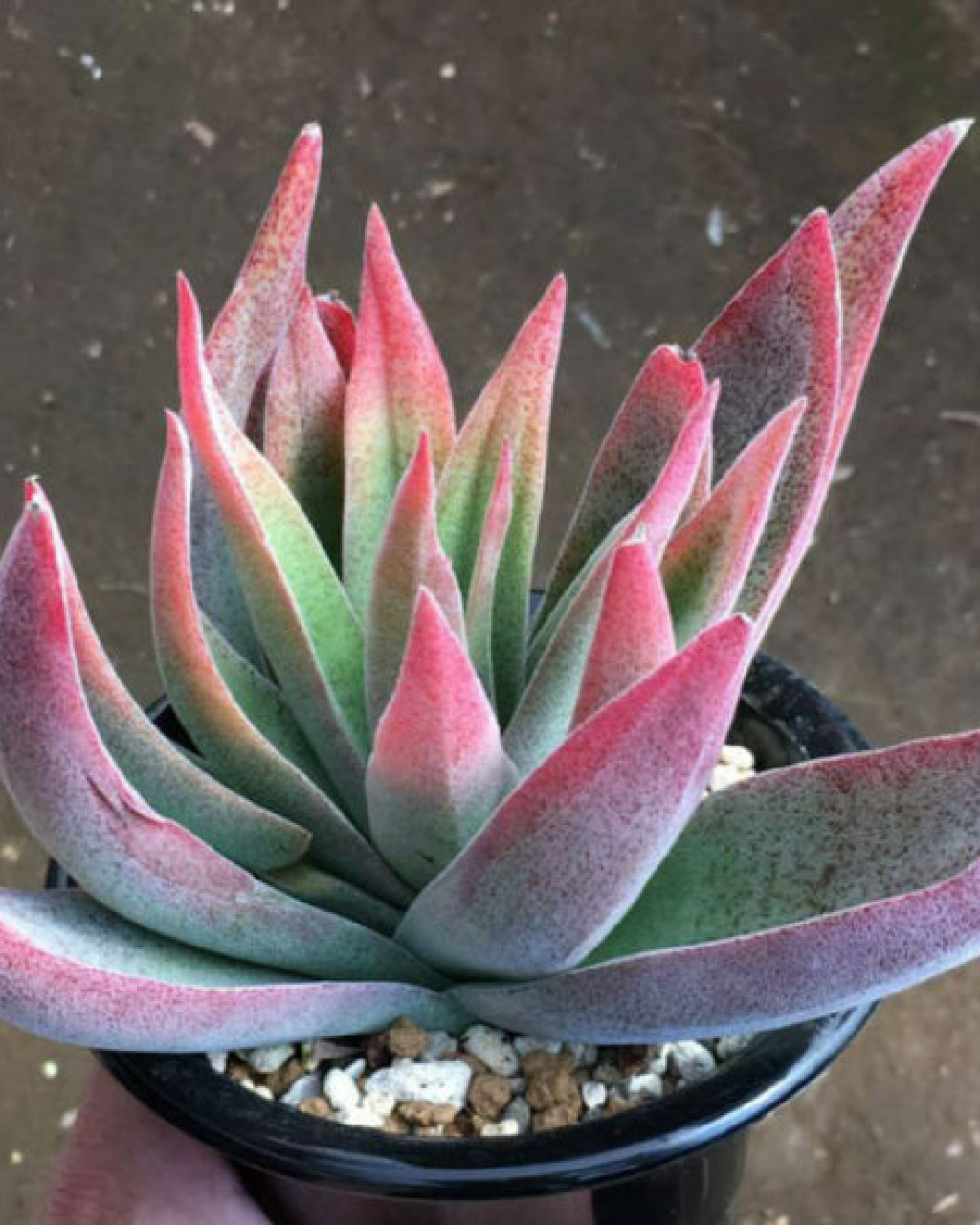Crassula 'Ruby Lotus'