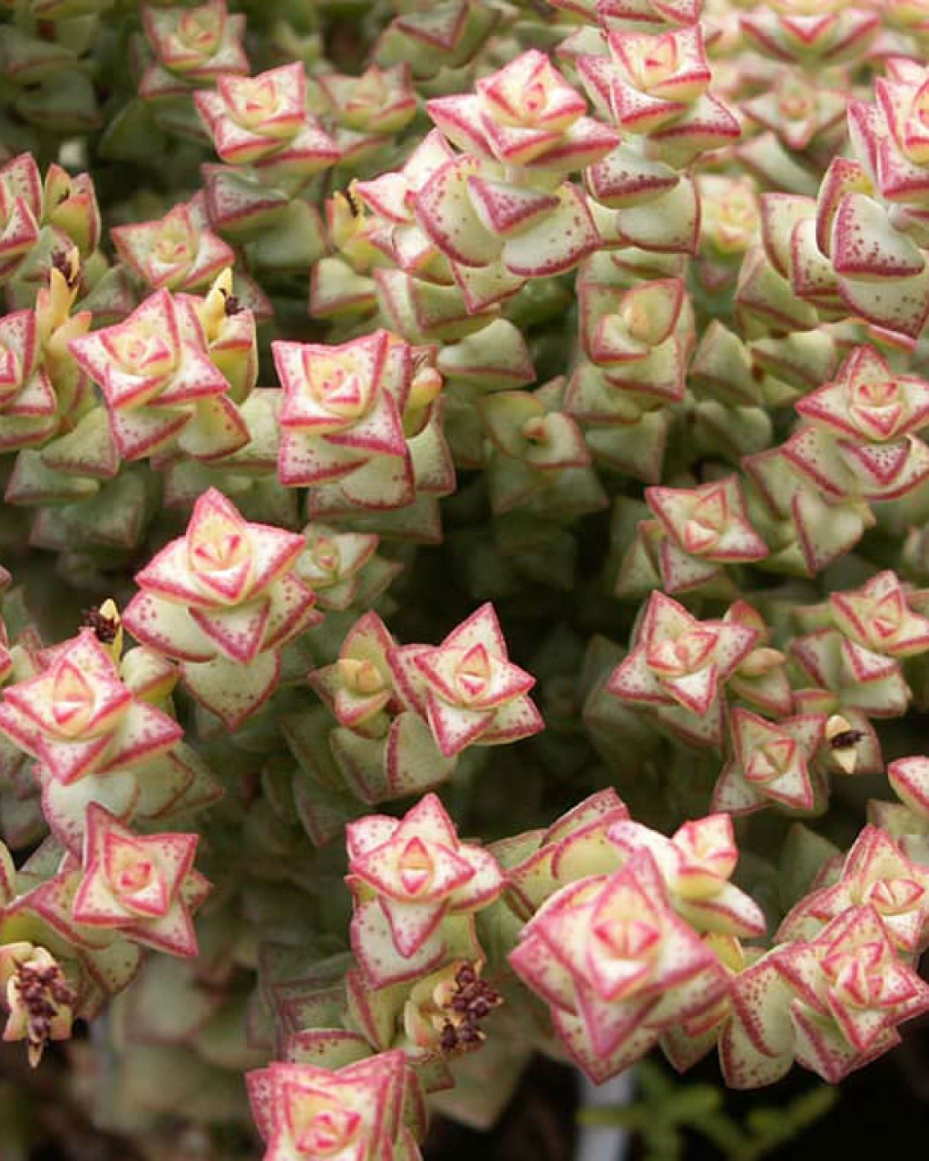 Crassula rupestris subsp. commutata