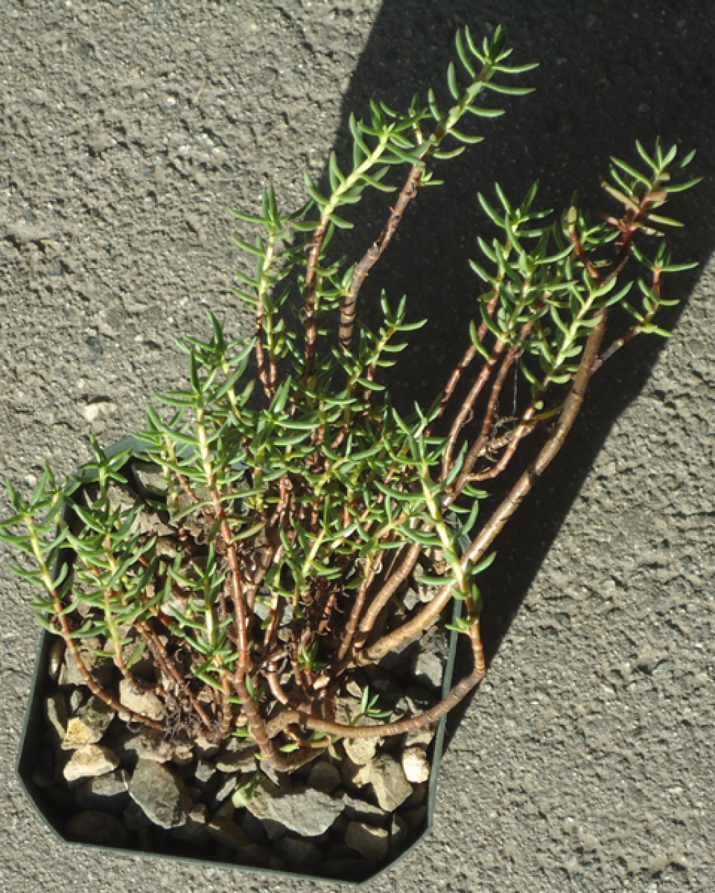 Crassula Sarcocaulis