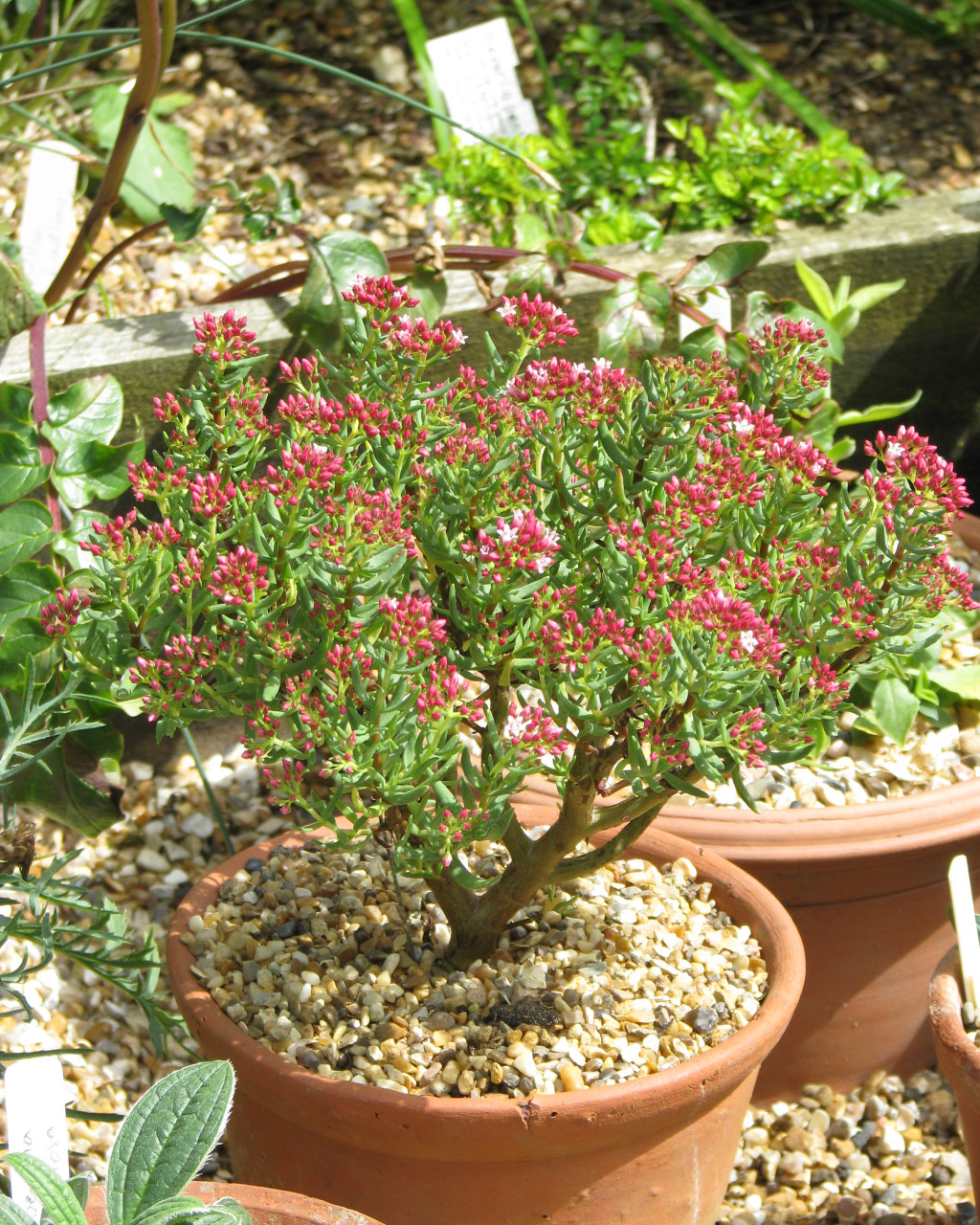 Crassula sarcocaulis