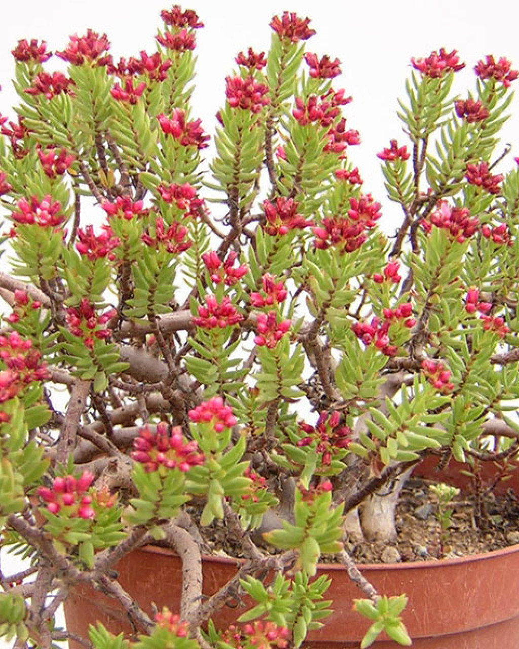 Crassula sarcocaulis 'Ken Aslet'