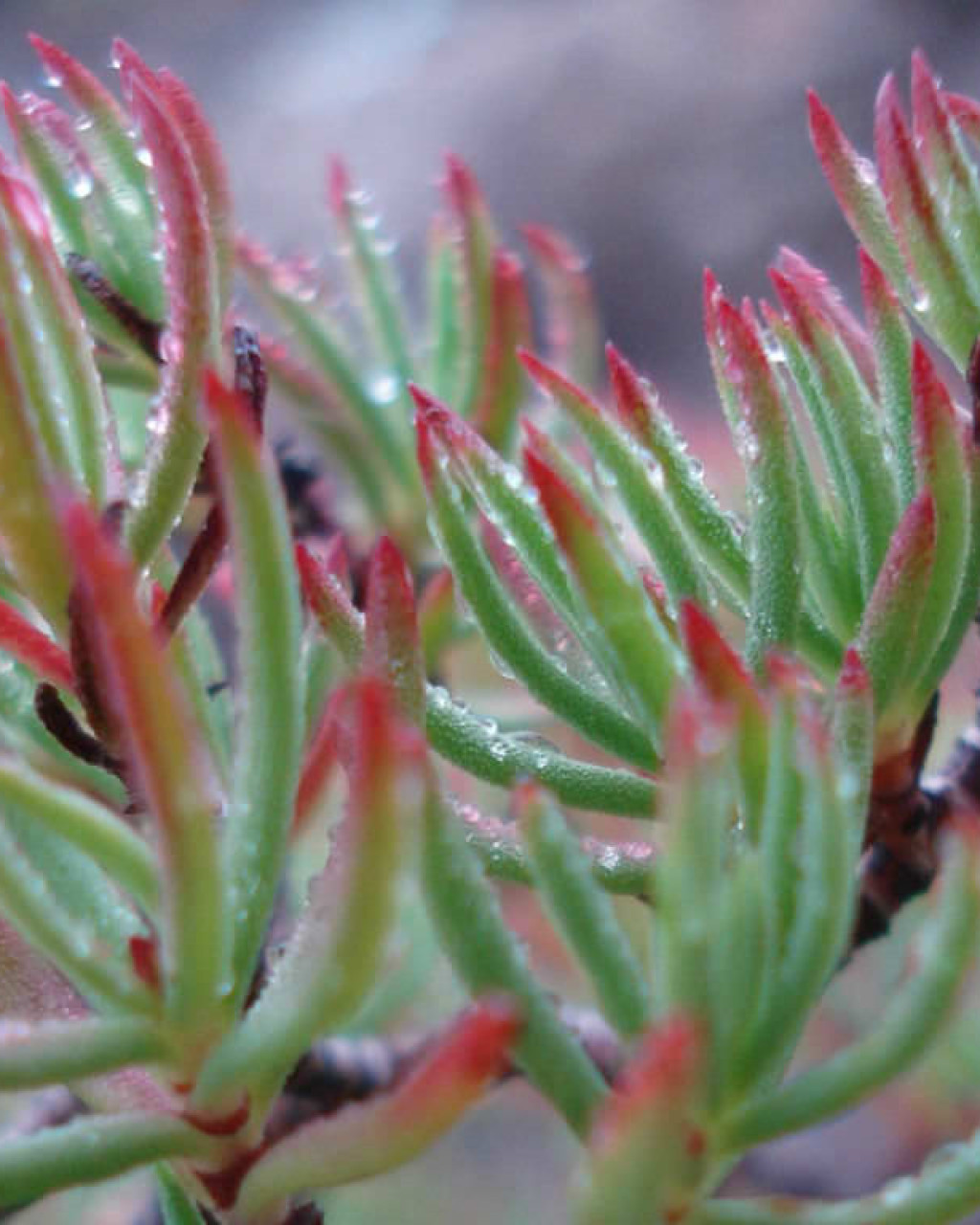 Crassula sarcocaulis subsp. rupicola