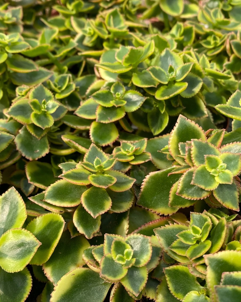 Crassula sarmentosa 'Comet'