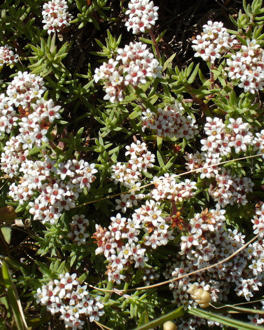 Crassula scabra