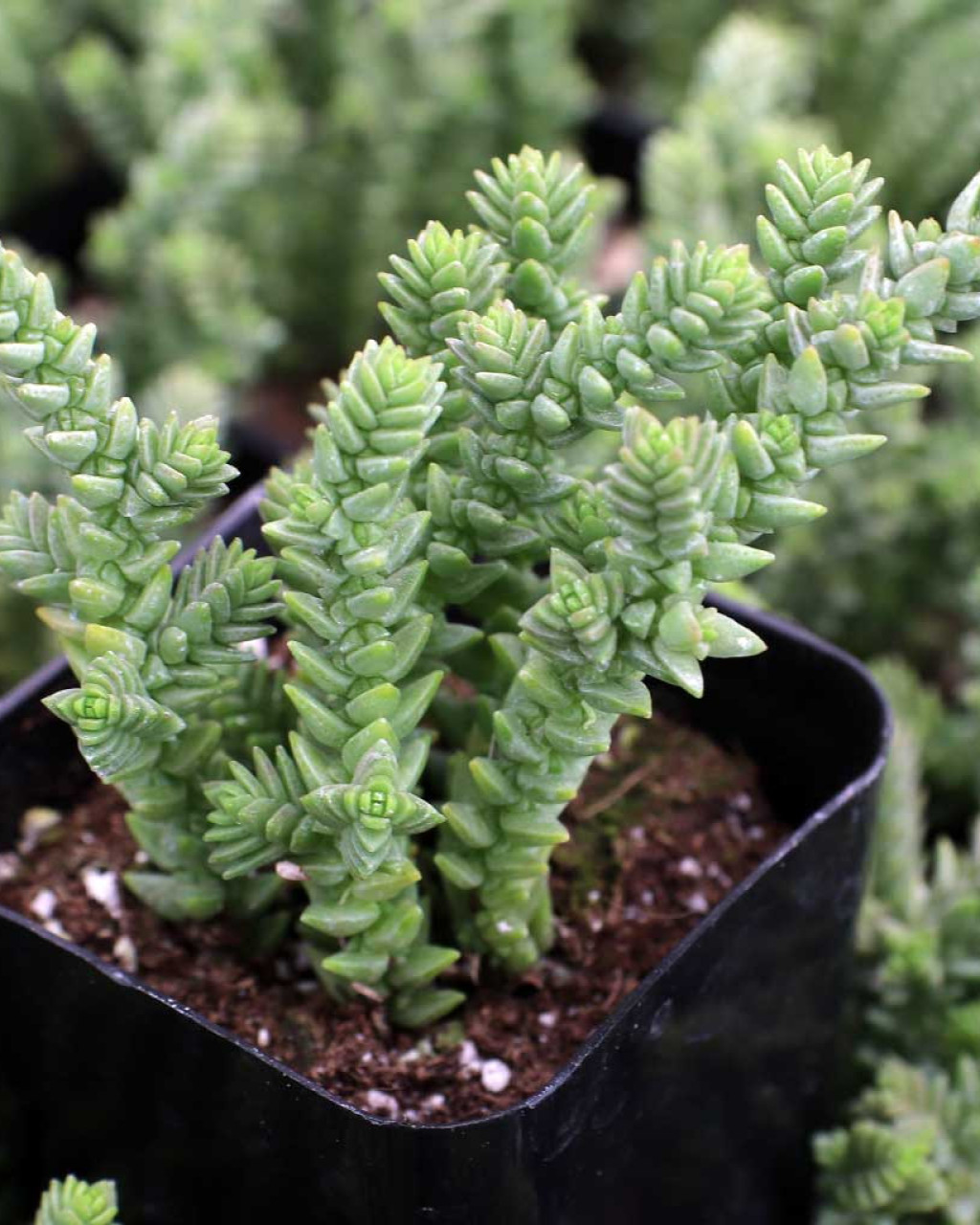 Crassula schimperi