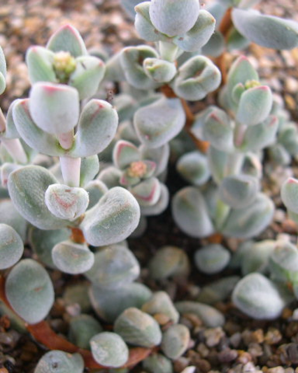 Crassula sericea