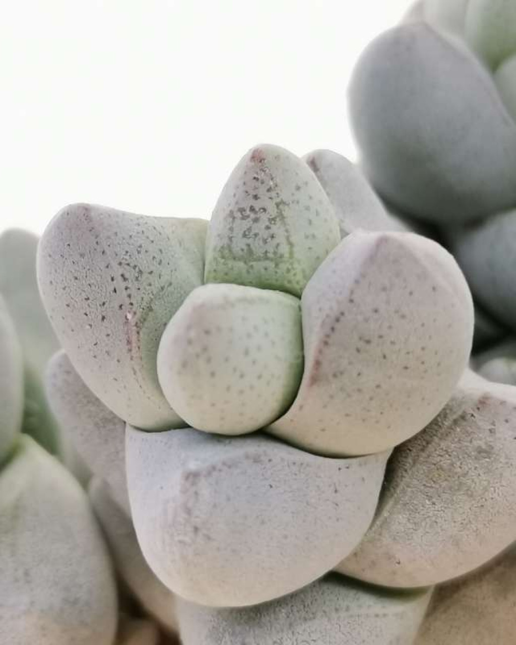 Crassula sericea var. hottentotta