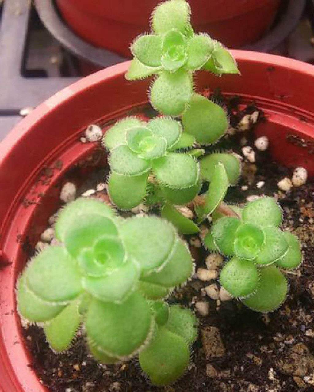 Crassula setulosa