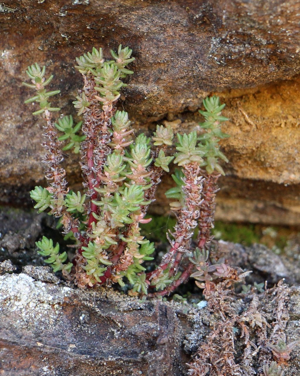 Crassula sieberiana
