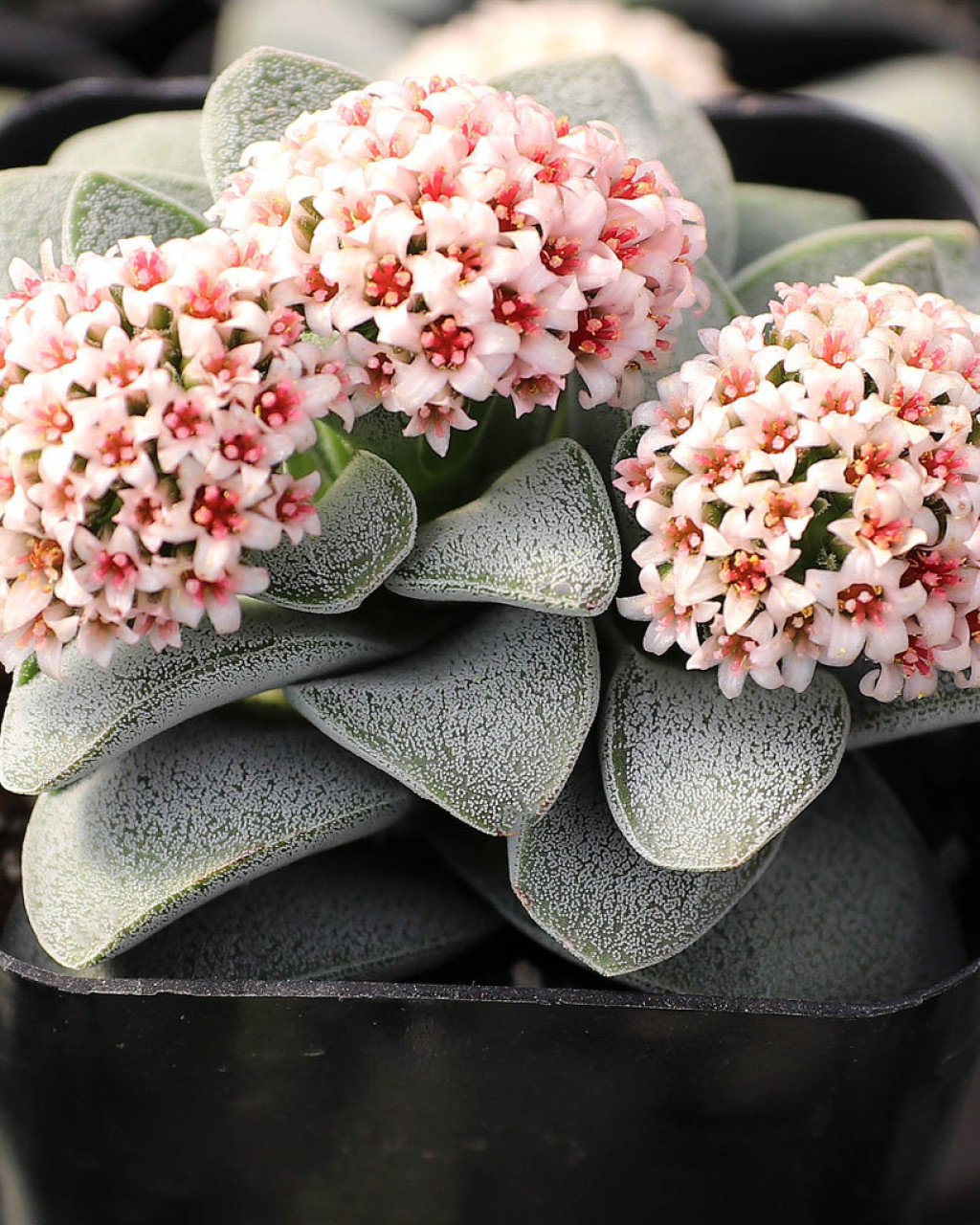 Crassula 'Silver Springtime'