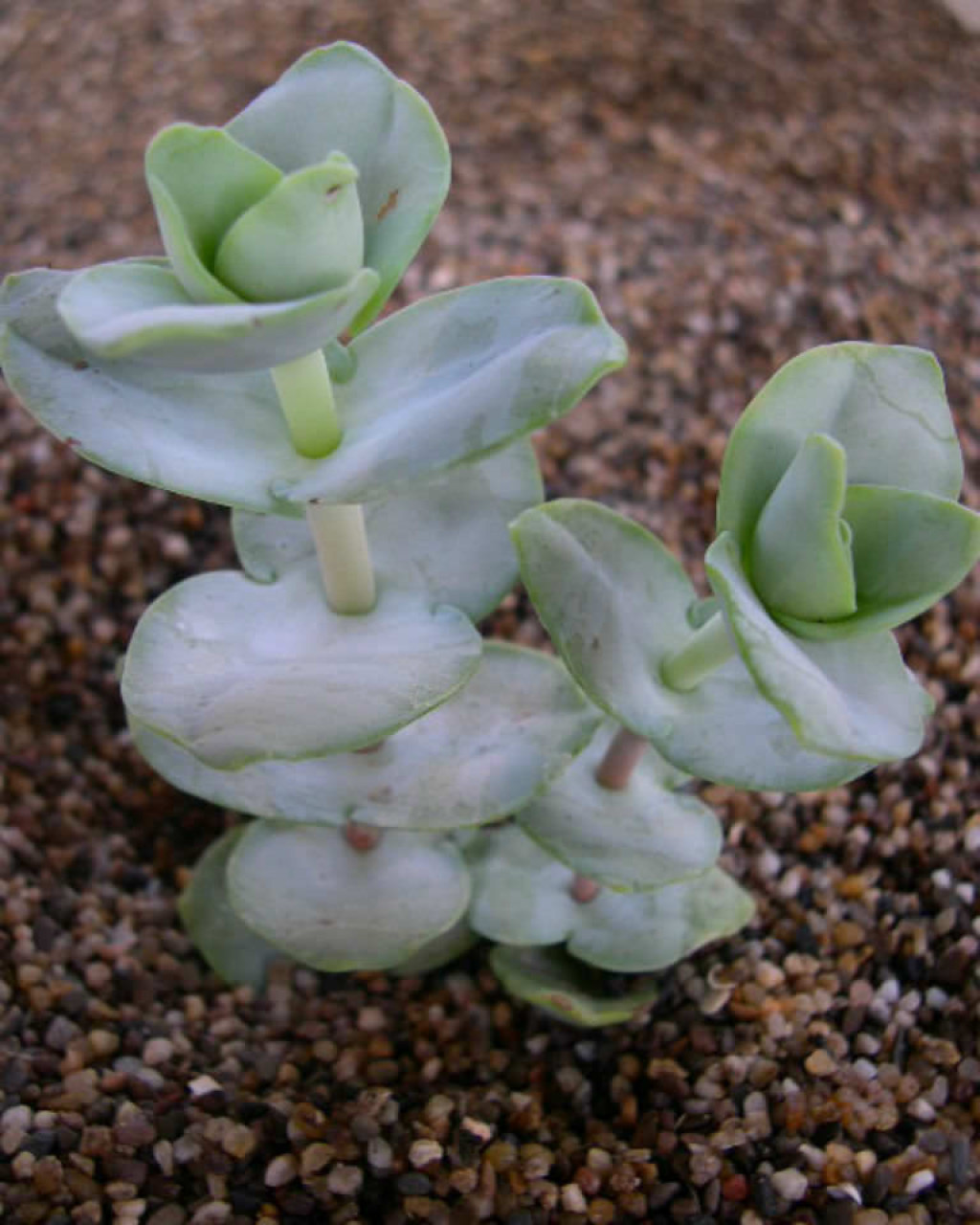Crassula sladenii