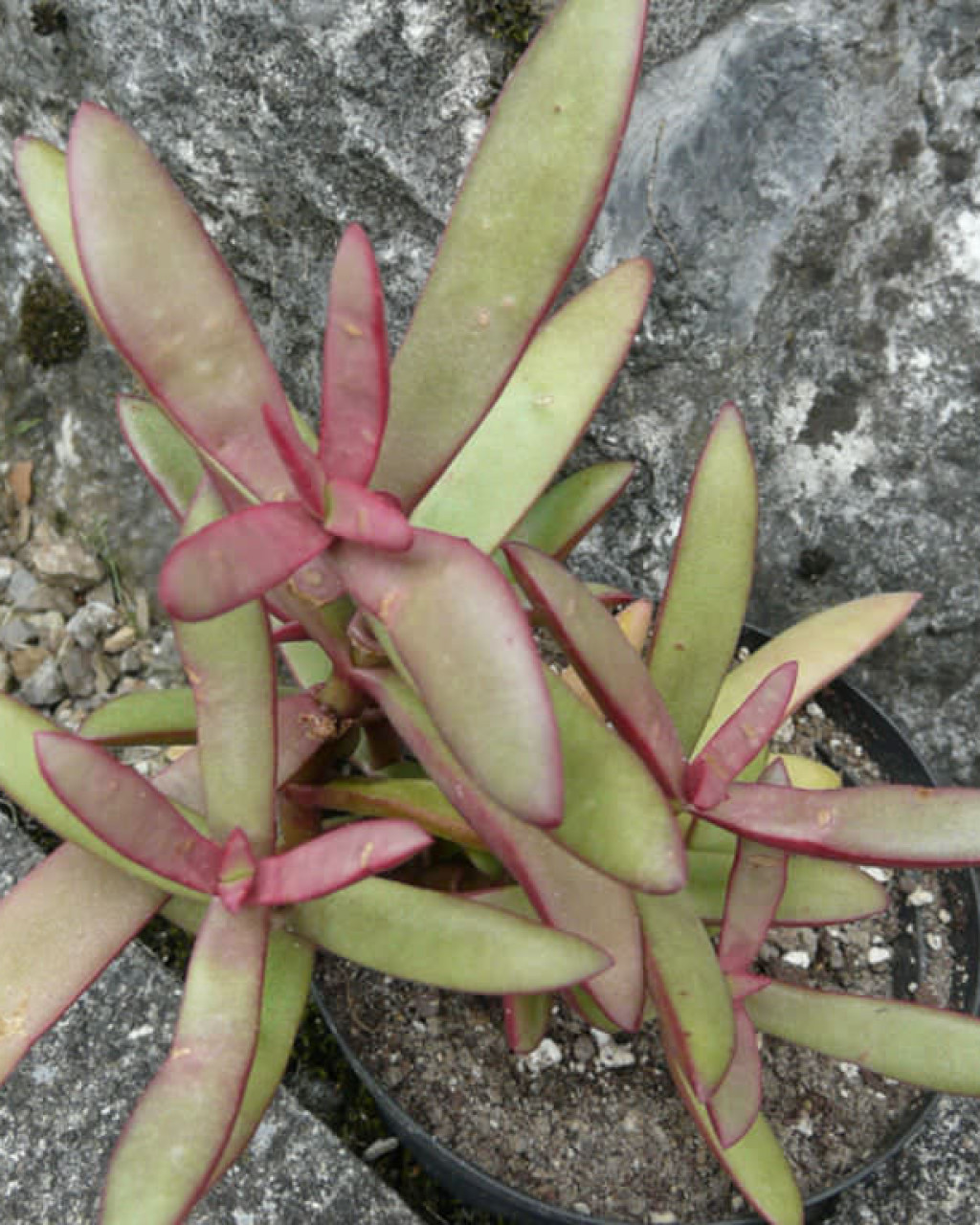 Crassula subacaulis subsp. erosula