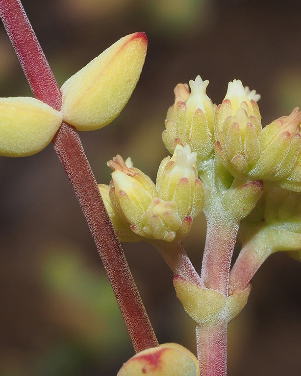 Crassula subaphylla