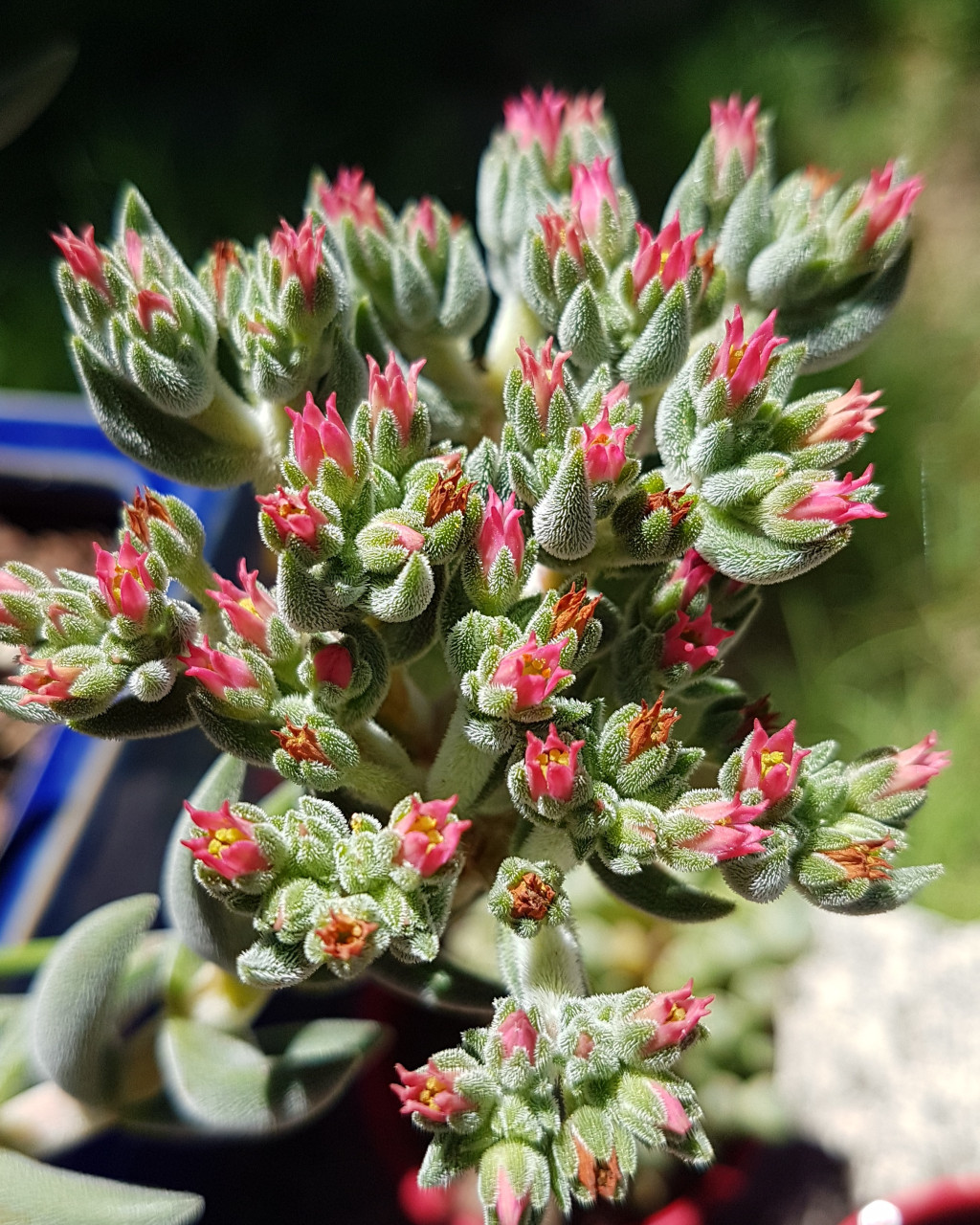 Crassula 'Surprise Party'