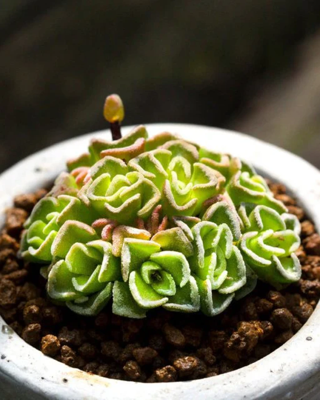 Crassula susannae