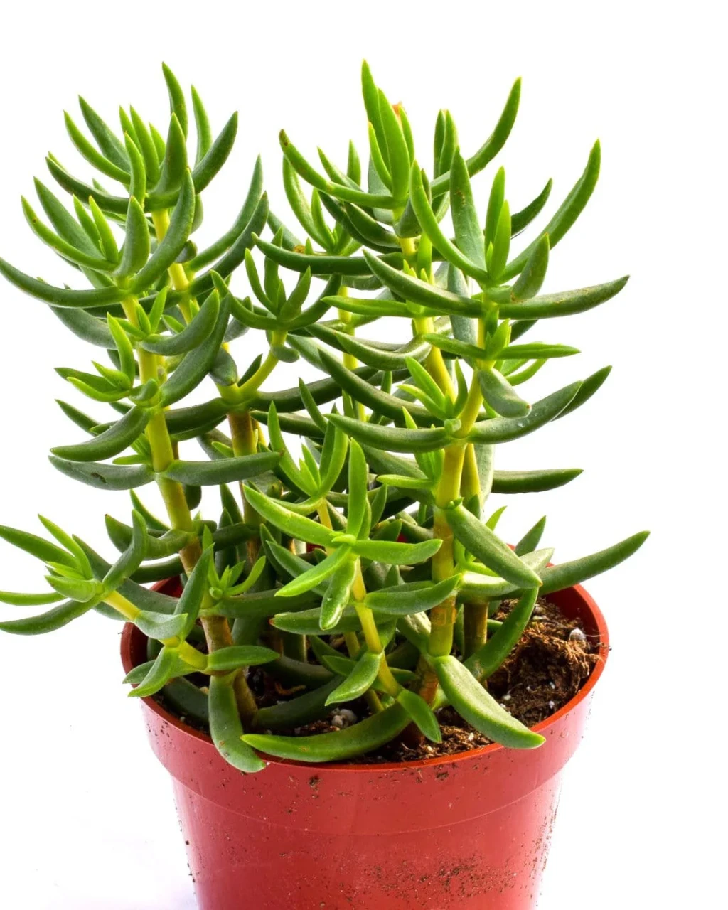 Crassula tetragona