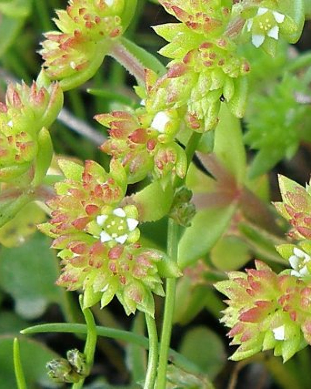 Crassula thunbergiana